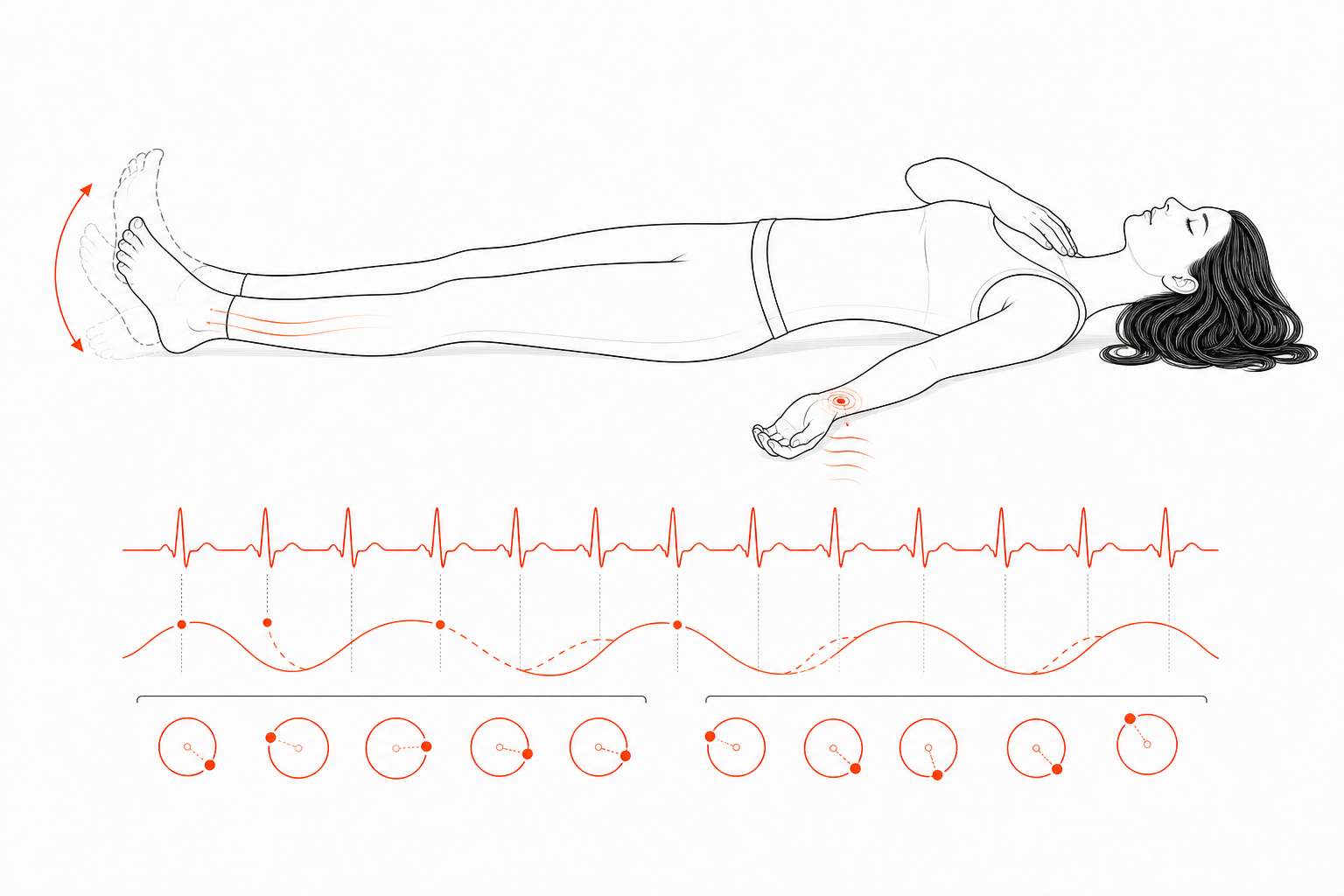 Minimal line anatomy illustration for Foot-to-Pulse Subharmonic Lock.